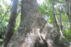 tree-trunk2